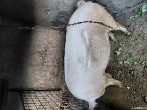 vand porc la 140 -150kg - imagine 2