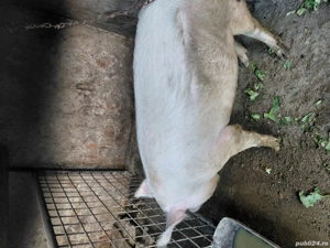 vand porc la 140 -150kg - imagine 3