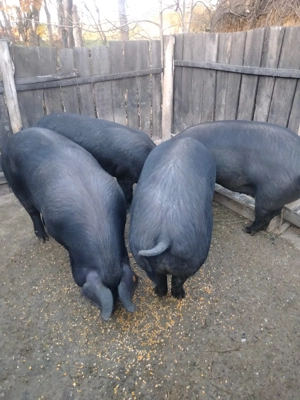 Porci de vanzare - imagine 2