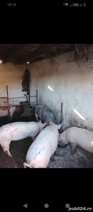 De vânzare porci de carne! - imagine 2