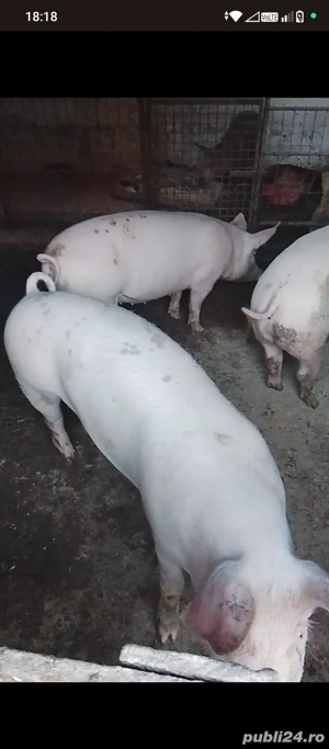 De vânzare porci de carne! - imagine 3