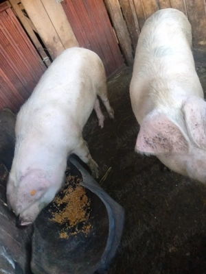 Porci de vanzare - imagine 3
