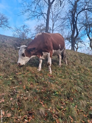 vand vaca gestanta  - imagine 2