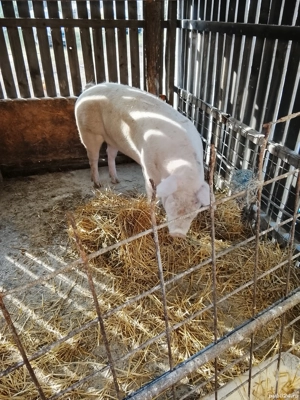 De vânzare porci de carne! - imagine 5