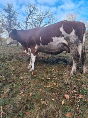 vand vaca gestanta  - imagine 3