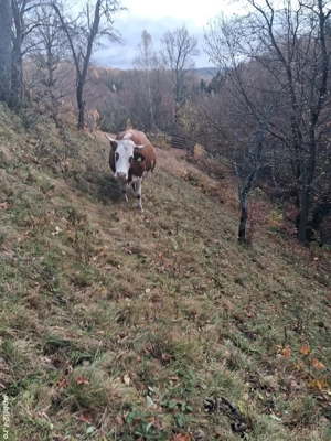 vand vaca gestanta  - imagine 4