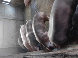 Porci de vanzare......... - imagine 3