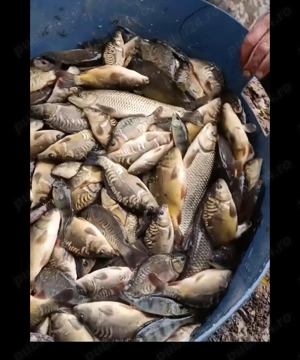 Peste viu pentru consum si populari