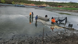 Peste viu pentru consum si populari - imagine 5