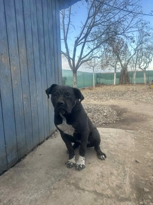 Cane corso cu pedigree - imagine 2