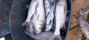 Peste viu pentru consum si populari - imagine 4