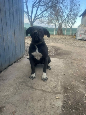 Cane corso cu pedigree