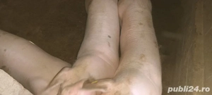 Porci pentru sacrificat - imagine 3