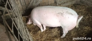 Porci pentru sacrificat - imagine 4