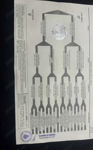 Cane corso cu pedigree - imagine 3