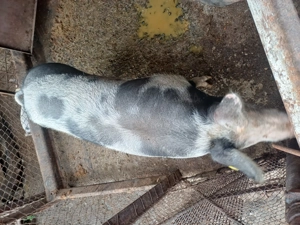 Vand purcea, rasa pietran 