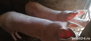 Porci pentru sacrificat - imagine 2