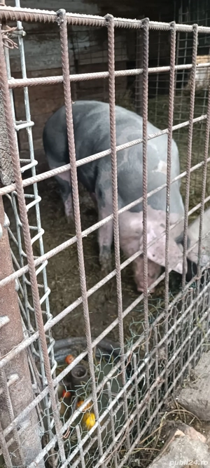 porc de vânzare  - imagine 2