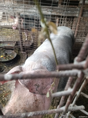 porc de vânzare  - imagine 3