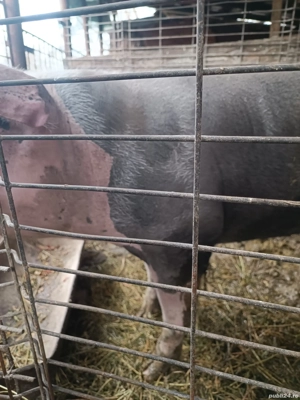 porc de vânzare  - imagine 4