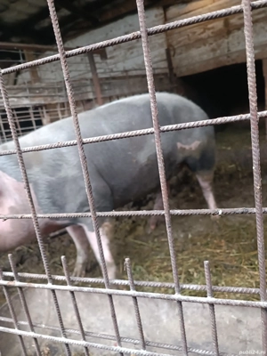 porc de vânzare  - imagine 5