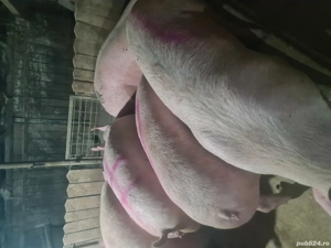 animale domestice - imagine 2