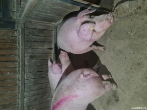 animale domestice - imagine 3