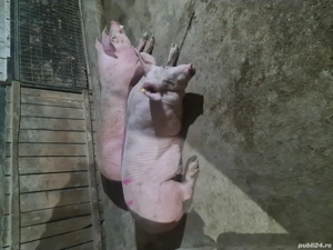 animale domestice - imagine 4