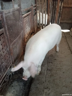 vand scrofita pentru sacrificat,