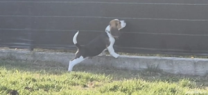 Pui mascul beagle superb - imagine 3