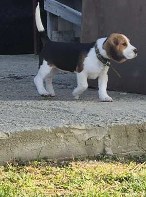Pui mascul beagle superb - imagine 2