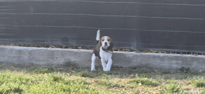 Pui mascul beagle superb - imagine 4