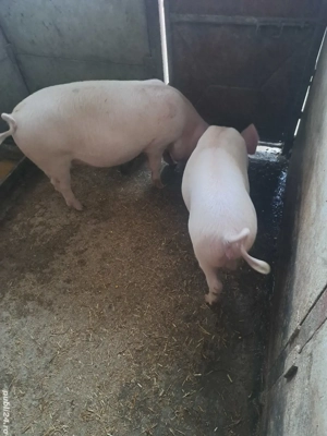 vind grostei 45-50 kg