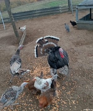 bibilici și curcani  - imagine 5