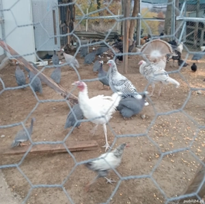 bibilici și curcani  - imagine 3