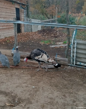 bibilici și curcani  - imagine 4