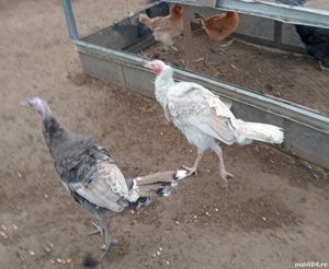 bibilici și curcani  - imagine 2