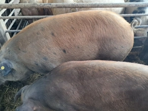 Porci de carne la oferta