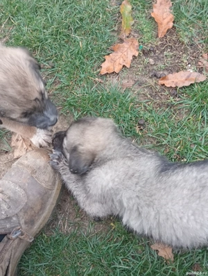 căței in cautare de alta casa - imagine 4