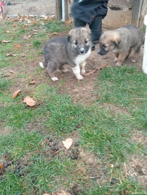 căței in cautare de alta casa - imagine 2