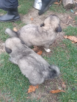 căței in cautare de alta casa - imagine 3