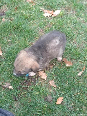 căței in cautare de alta casa - imagine 5