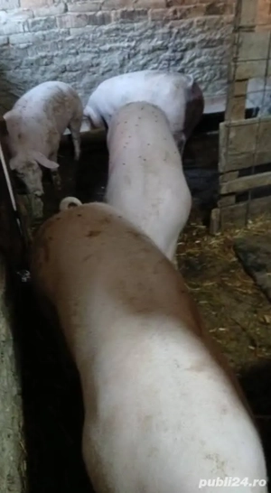 porci de vânzare kilograme de 100 până la 200 kilograme - imagine 2