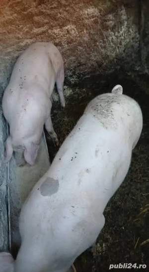 porci de vânzare kilograme de 100 până la 200 kilograme - imagine 4