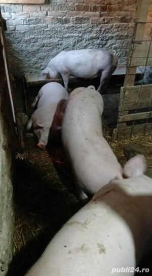 porci de vânzare kilograme de 100 până la 200 kilograme - imagine 3