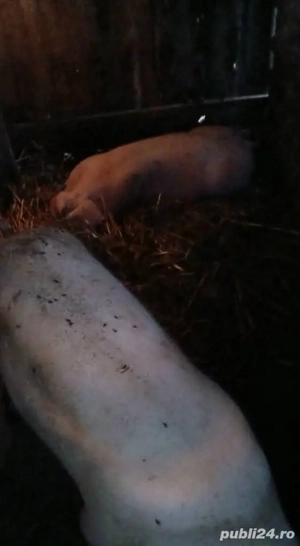 porci de vânzare kilograme de 100 până la 200 kilograme