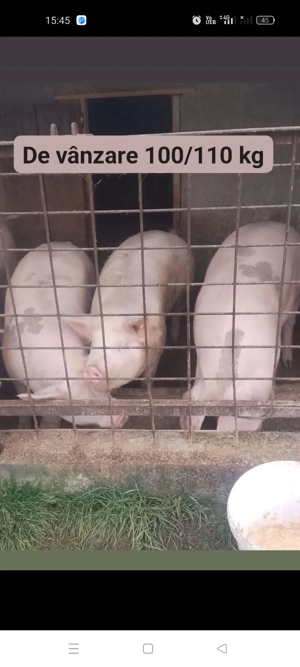 Vand porci de sacrificat 100 110 kg