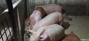 porci de carne  - imagine 2