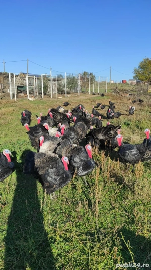 curcani,curci si gaini  - imagine 3