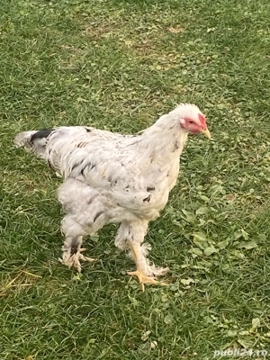 Cocosi Aprilie 2025 - imagine 2